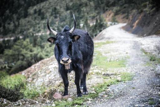 波涛？山路？风雨兼程，麦芒无惧挑战