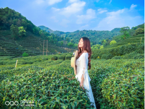 不舍杭州4月天，同我一起躲进春天的茶园