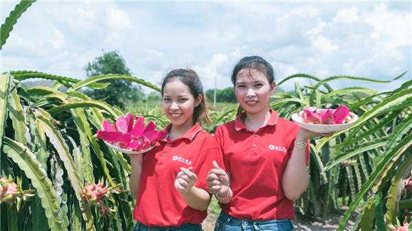 苏宁快消再下一城，“包圆”越南3万亩火龙果基地