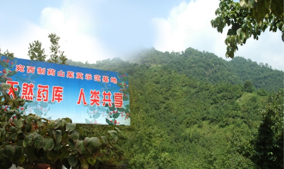 仲景宛西制药获2018年“优质道地中药材十佳规范化种植基地”荣誉