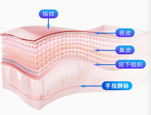 指纹解锁出现安全隐患，何不试试指静脉智能锁？