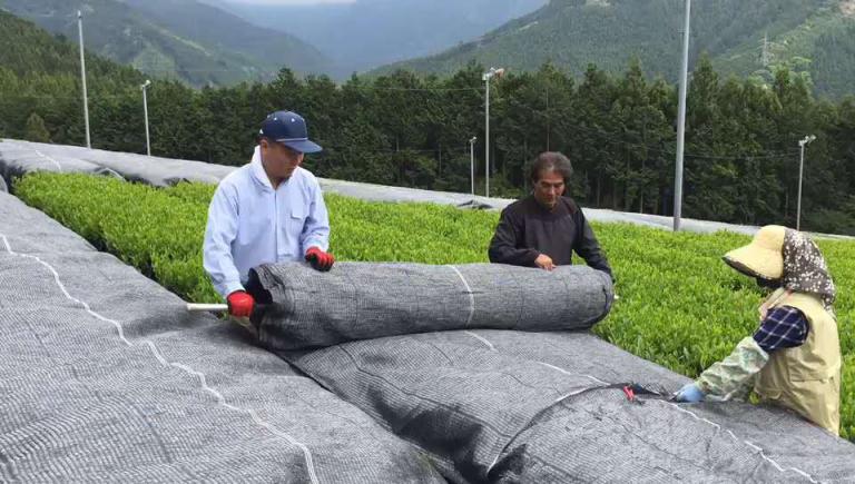 抹茶研究院带你了解，如何判断抹茶品质下降？