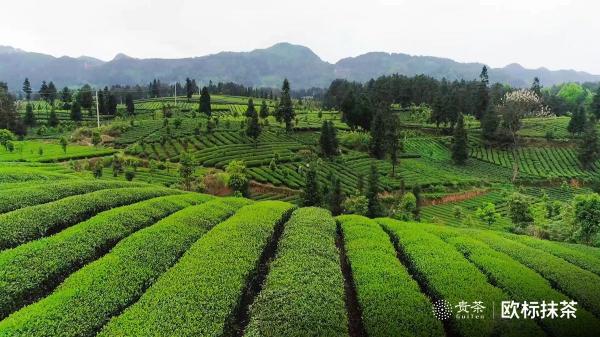 贵茶欧标抹茶，天时地利人和的选择