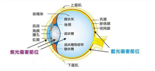 在家上网课如何保护视力？解读步步高家教机S5护眼黑科技