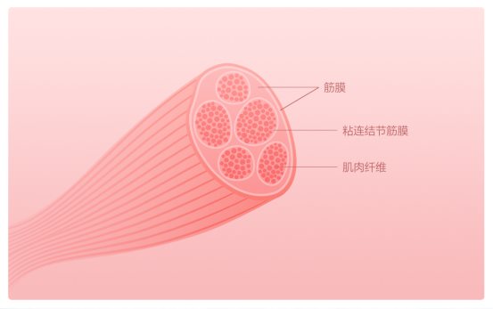 摩摩哒筋膜放松按摩器，深度按摩健身恢复首选