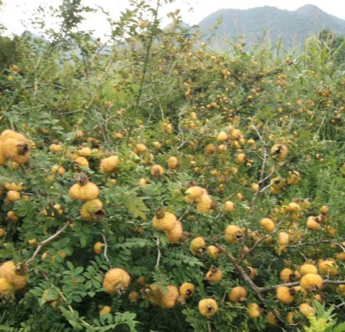 钟南山夸的贵州刺梨“变身”养生酒在广州发布