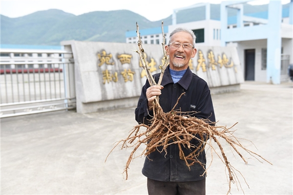 仲景宛西安徽南陵牡丹皮基地，听一段守候1825天从种子到药丸的故事