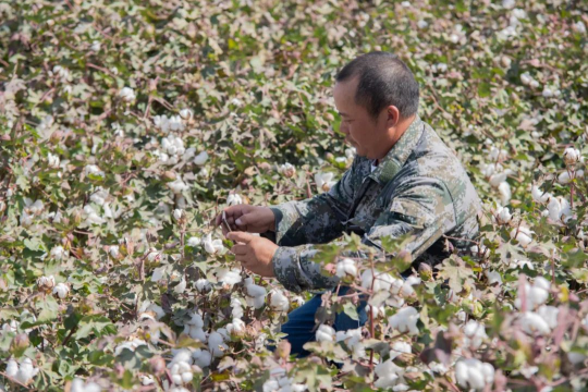 智能农机助力新疆棉花生产，今年同比增长4.1%