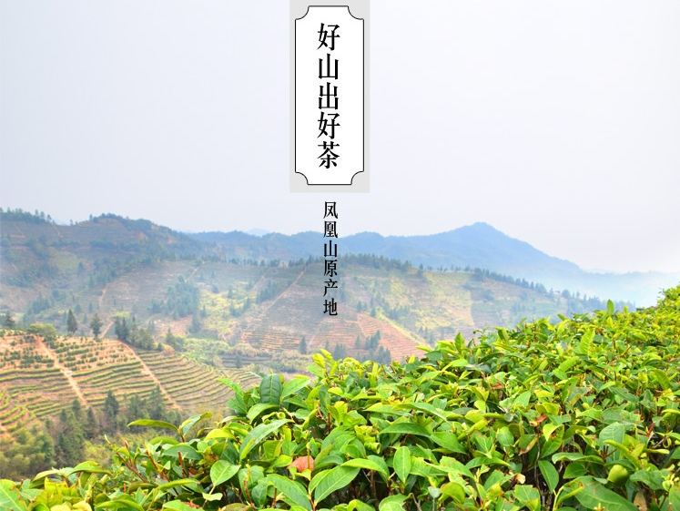 广东津源茶业旗下品牌茶意荟