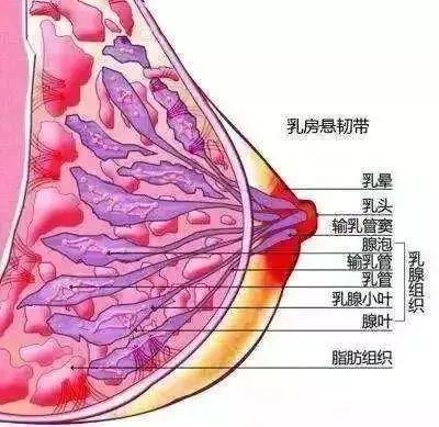 元气之羽，让每个女人都穿上为胸型而生的定制内衣