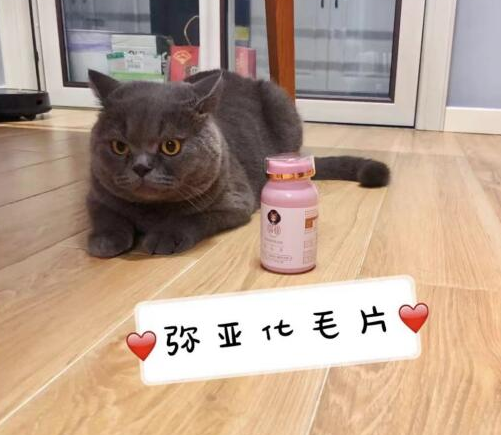 猫猫过来化毛啦——弥亚化毛片