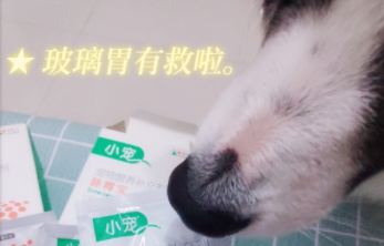 狗狗的好物分享 养犬必看狗狗的好物小宠肠胃宝