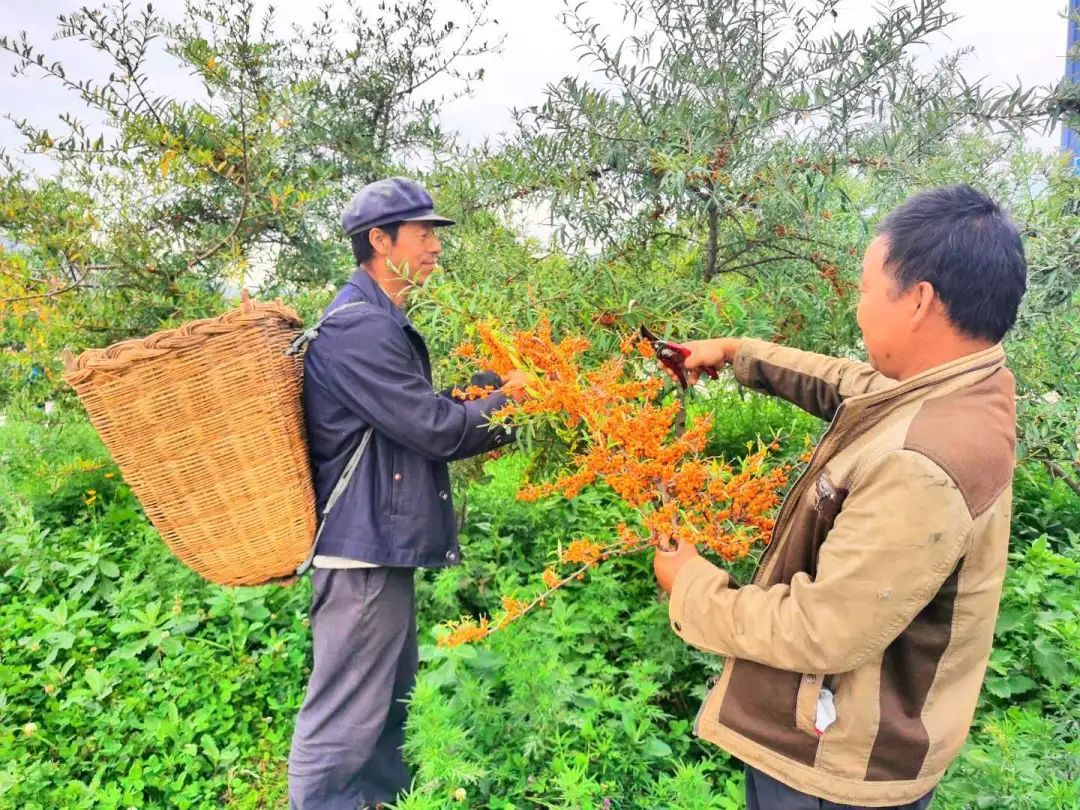 走进甘肃艾康沙棘，才知道长在深山的野生沙棘采摘如此艰辛