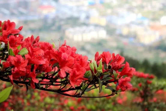 五一打卡丹寨杜鹃花节，杜鹃微笑，蜜蜂起舞，美如仙境！