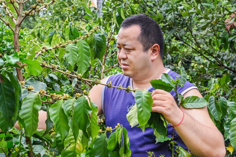 云南咖啡种植户赵宏宾冲刺京东618：电商带动种植户收入翻倍