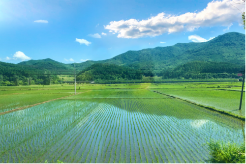 东北香米哪家好？十月稻田从品质入手，提供东北生态好米