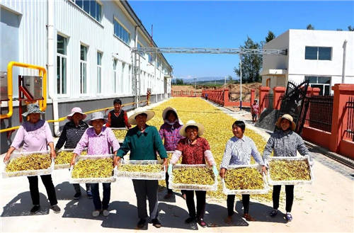 凭借助农“辛”模式，辛巴辛有志为云州地道好物打开数字化销路