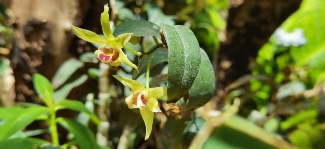 躬耕“高山植物”护肤 植物医生扬帆出海擦亮“国妆招牌”