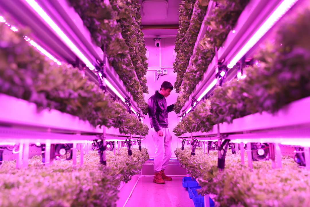 ▲上海农科院队决赛期间给集装箱植物工厂内种植的“优雅”生菜补光。倪永孝▕摄.jpg