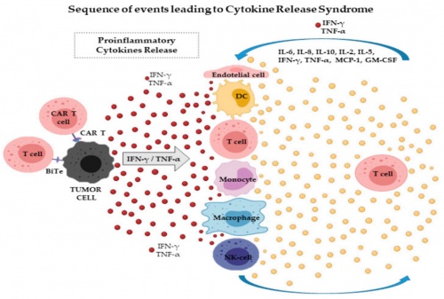 ACROBiosystems百普赛斯抗体矩阵再添新IFN-γ，助力加速生物药研发上市进程