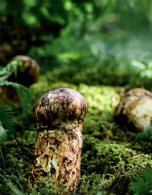 植物医生松茸面膜彰显高山护肤力，植萃成分守护年轻肌