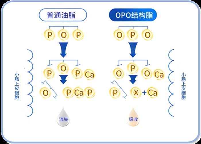 OPO在奶粉中的作用与功效有哪些？精准科普助力选奶