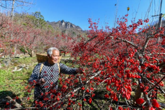 仲景宛西制药举办医圣张仲景诞辰1875周年纪念仪式